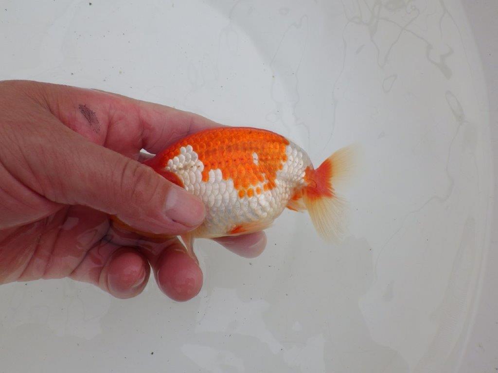 【ゴールデンウィーク期間限定セール】素晴らしい尾型　明け弐歳らんちゅう約13㎝オス？