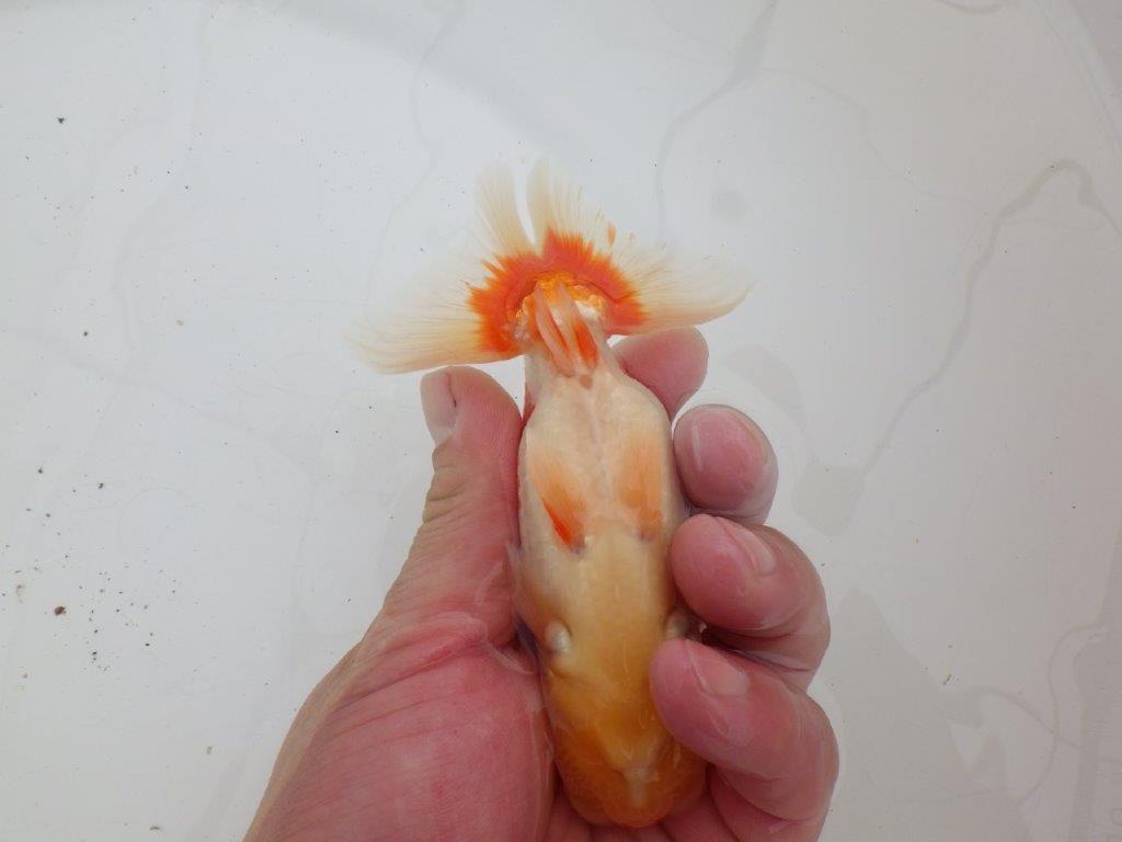 【ゴールデンウィーク期間限定セール】素晴らしい尾型　明け弐歳らんちゅう約13㎝オス？