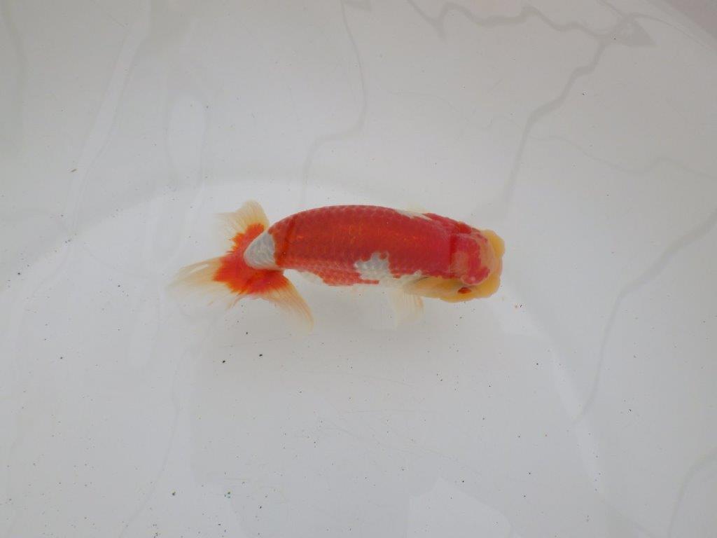 【ゴールデンウィーク期間限定セール】素晴らしい尾型　明け弐歳らんちゅう約13㎝オス？