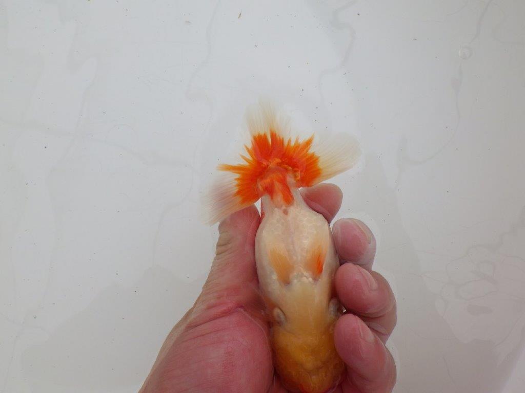 【ゴールデンウィーク期間限定セール】背、腰のラインが綺麗な明け弐歳らんちゅう約13㎝オス？