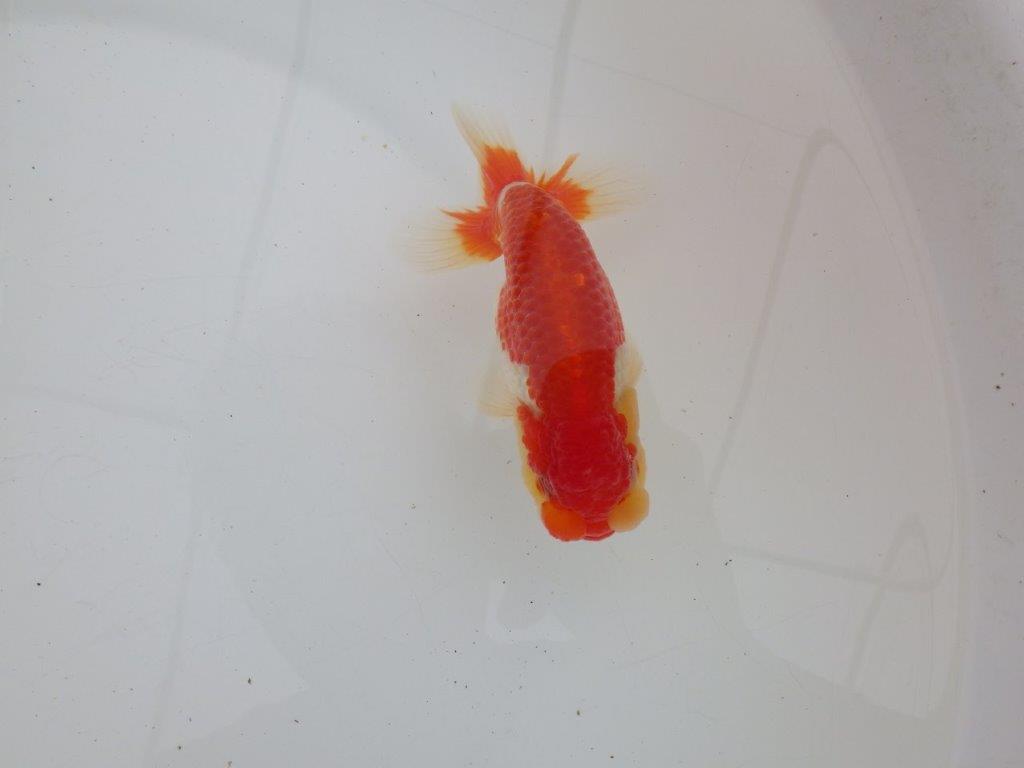 【ゴールデンウィーク期間限定セール】背、腰のラインが綺麗な明け弐歳らんちゅう約13㎝オス？