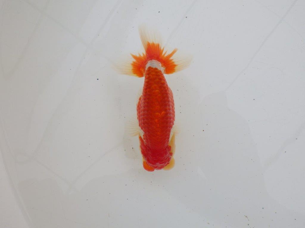 【ゴールデンウィーク期間限定セール】背、腰のラインが綺麗な明け弐歳らんちゅう約13㎝オス？