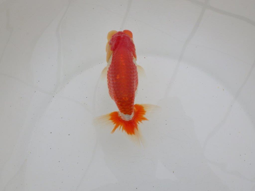 【ゴールデンウィーク期間限定セール】背、腰のラインが綺麗な明け弐歳らんちゅう約13㎝オス？