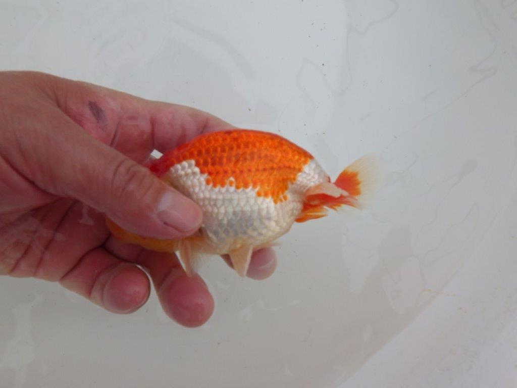 【ゴールデンウィーク期間限定セール】背、腰のラインが綺麗な明け弐歳らんちゅう約13㎝オス？