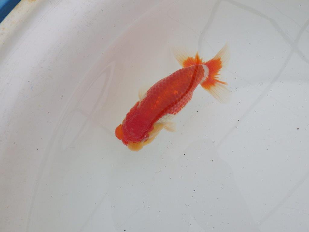 【ゴールデンウィーク期間限定セール】背、腰のラインが綺麗な明け弐歳らんちゅう約13㎝オス？