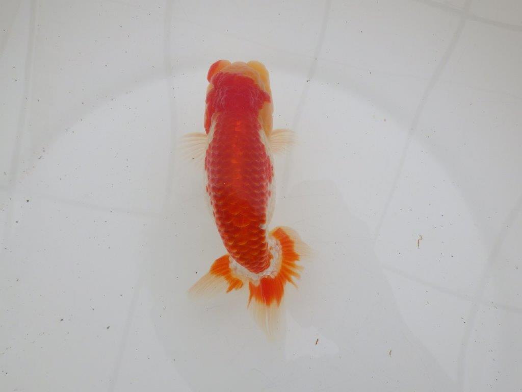 【ゴールデンウィーク期間限定セール】雰囲気が良くご鑑賞お勧め明け弐歳らんちゅう約14㎝オス？