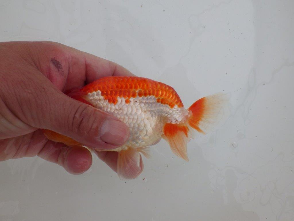 【ゴールデンウィーク期間限定セール】雰囲気が良くご鑑賞お勧め明け弐歳らんちゅう約14㎝オス？