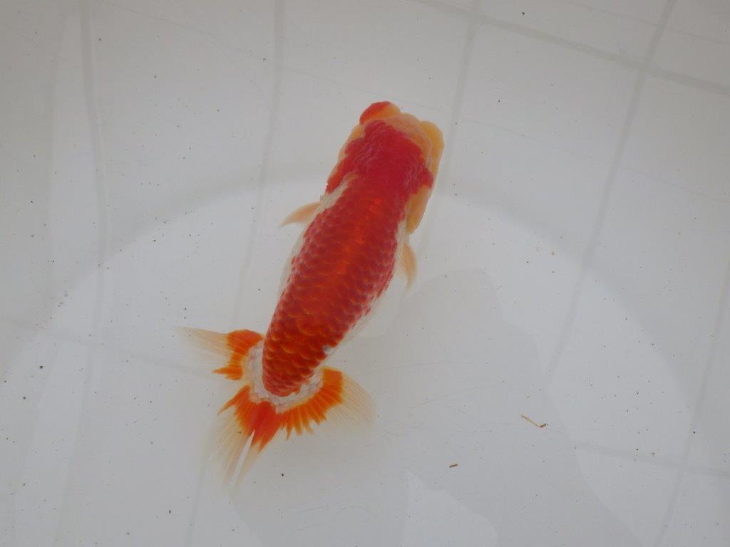 【ゴールデンウィーク期間限定セール】雰囲気が良くご鑑賞お勧め明け弐歳らんちゅう約14㎝オス？