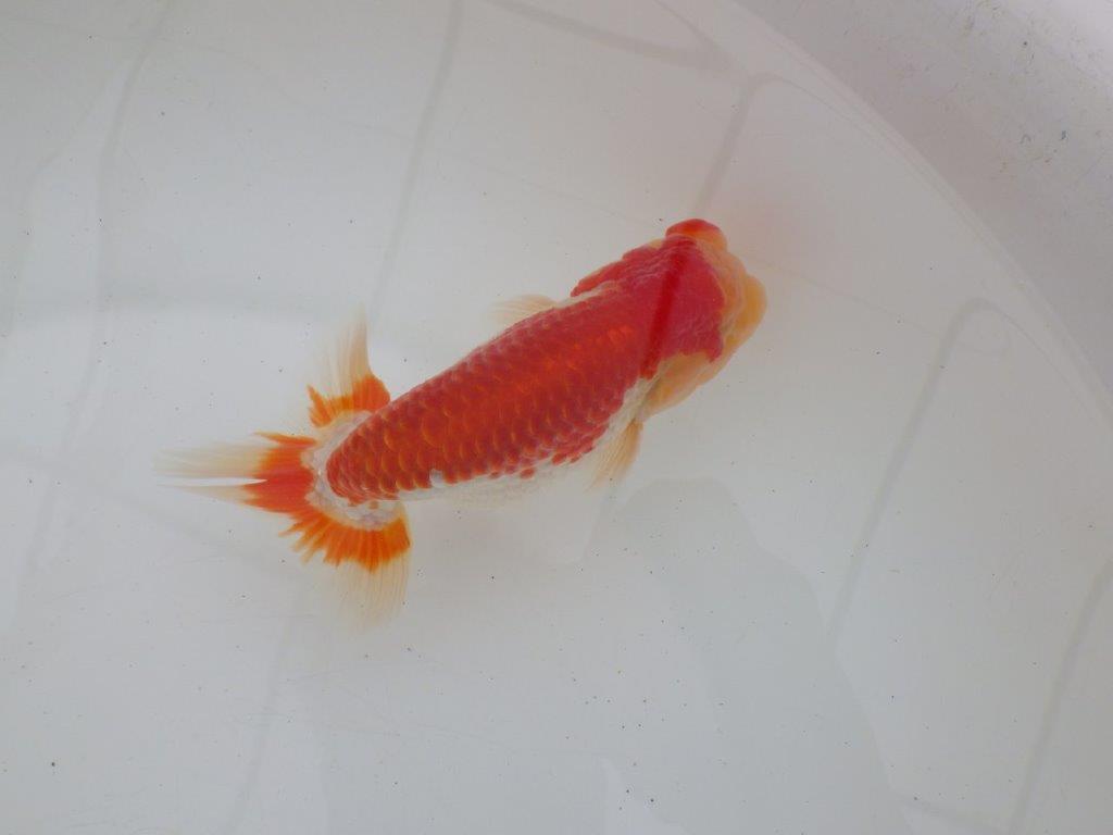 【ゴールデンウィーク期間限定セール】雰囲気が良くご鑑賞お勧め明け弐歳らんちゅう約14㎝オス？