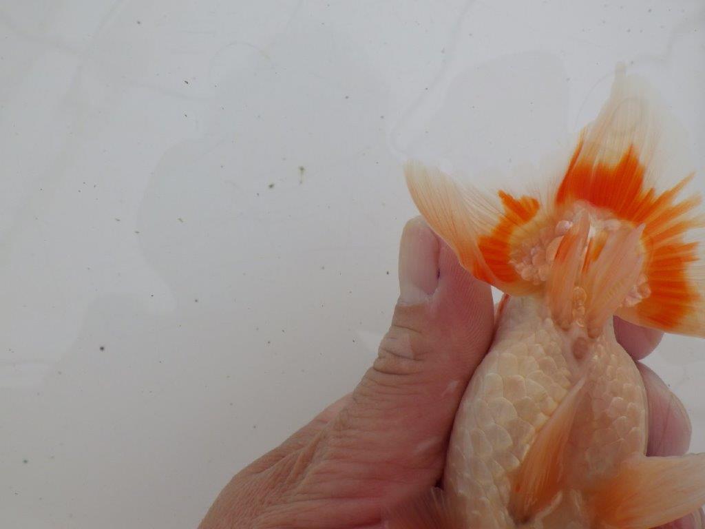 【ゴールデンウィーク期間限定セール】雰囲気が良くご鑑賞お勧め明け弐歳らんちゅう約14㎝オス？