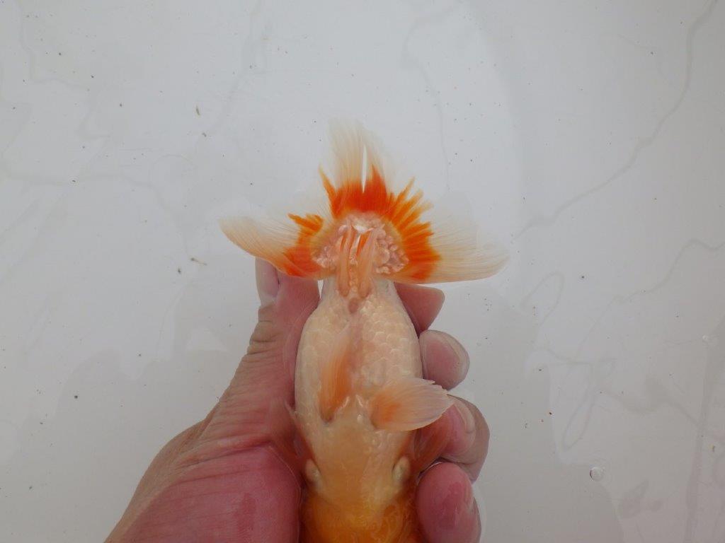 【ゴールデンウィーク期間限定セール】雰囲気が良くご鑑賞お勧め明け弐歳らんちゅう約14㎝オス？