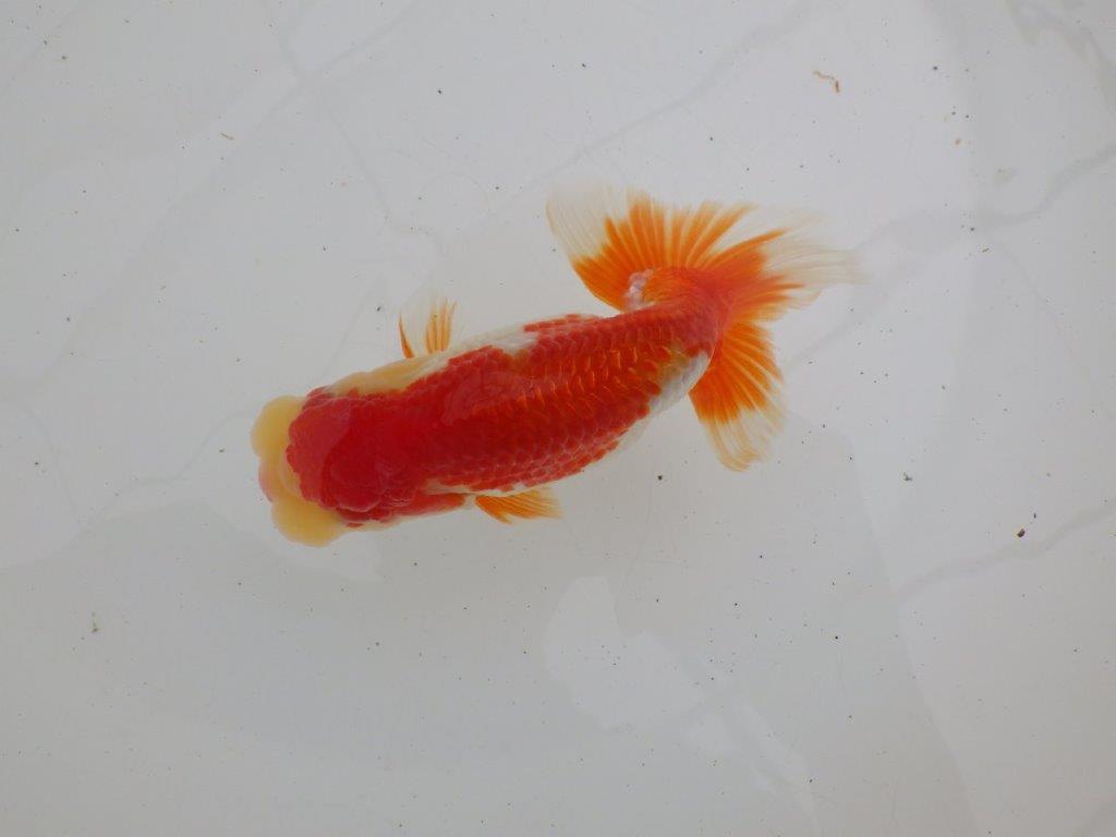 【ゴールデンウィーク期間限定セール】飼いこみお勧め明け弐歳らんちゅう約13㎝オス？