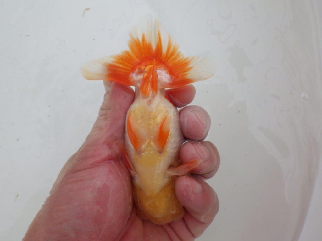 【ゴールデンウィーク期間限定セール】飼いこみお勧め明け弐歳らんちゅう約13㎝オス？