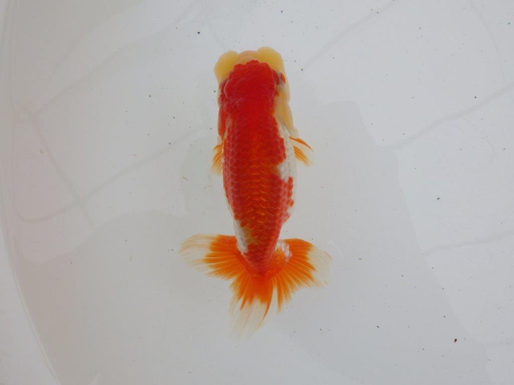 【ゴールデンウィーク期間限定セール】飼いこみお勧め明け弐歳らんちゅう約13㎝オス？