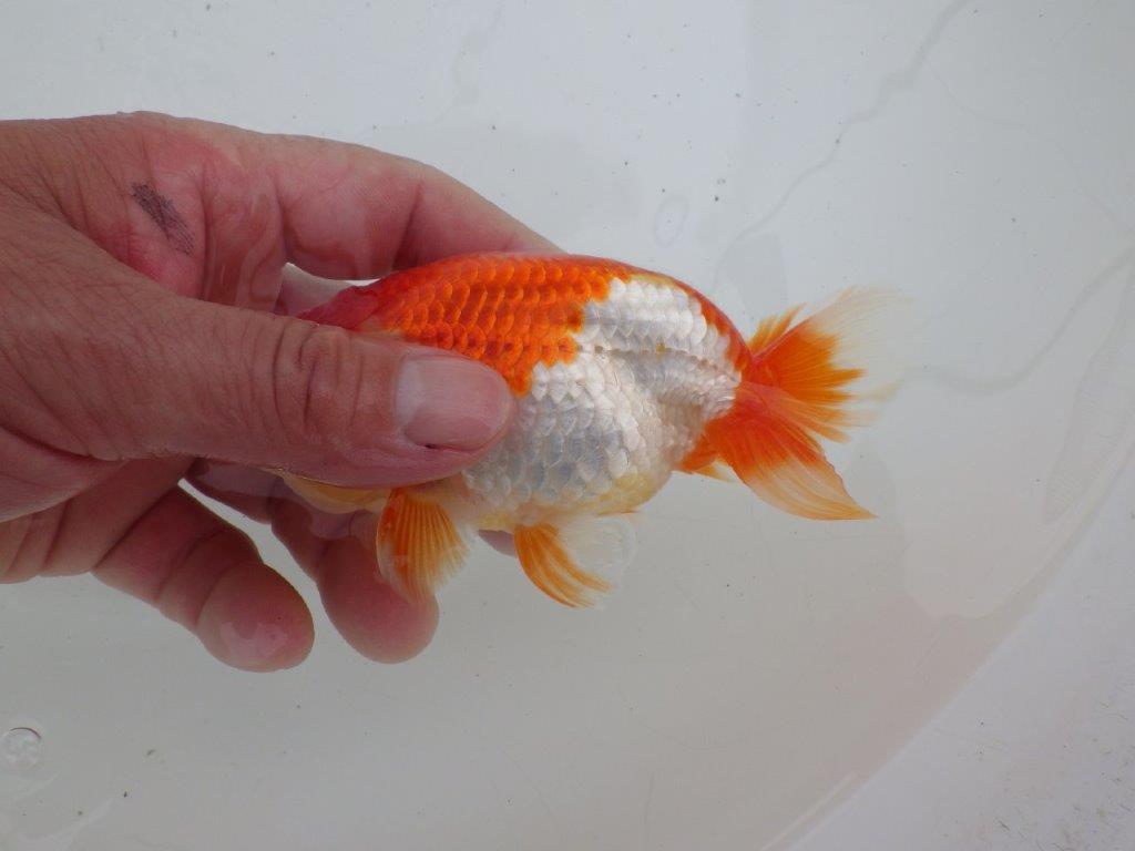 【ゴールデンウィーク期間限定セール】飼いこみお勧め明け弐歳らんちゅう約13㎝オス？