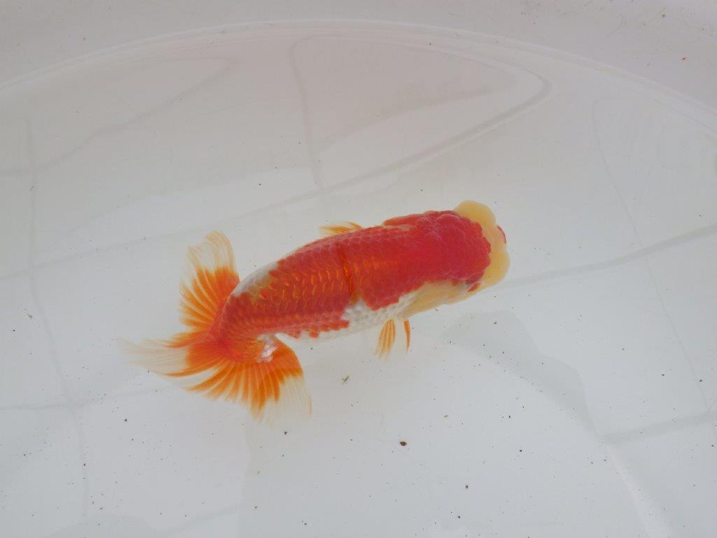 【ゴールデンウィーク期間限定セール】飼いこみお勧め明け弐歳らんちゅう約13㎝オス？