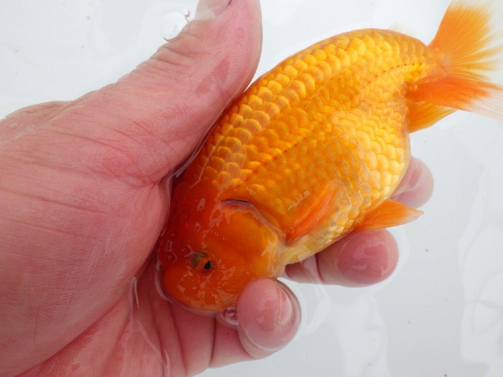 【ゴールデンウィーク期間限定セール】尾張りも背も良い明け弐歳らんちゅう約13㎝オス？