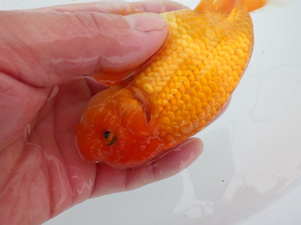 【ゴールデンウィーク期間限定セール】尾張りも背も良い明け弐歳らんちゅう約13㎝オス？