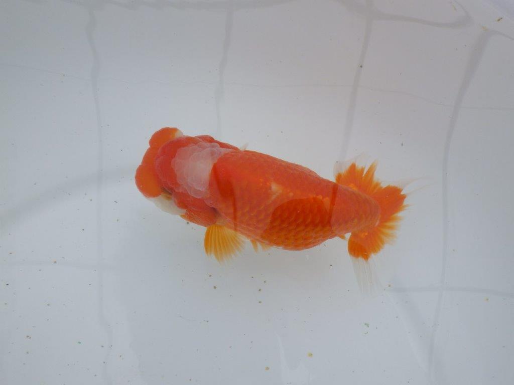 【ゴールデンウィーク期間限定セール】素晴らしいフンタンの明け弐歳らんちゅう約14,5㎝メス？