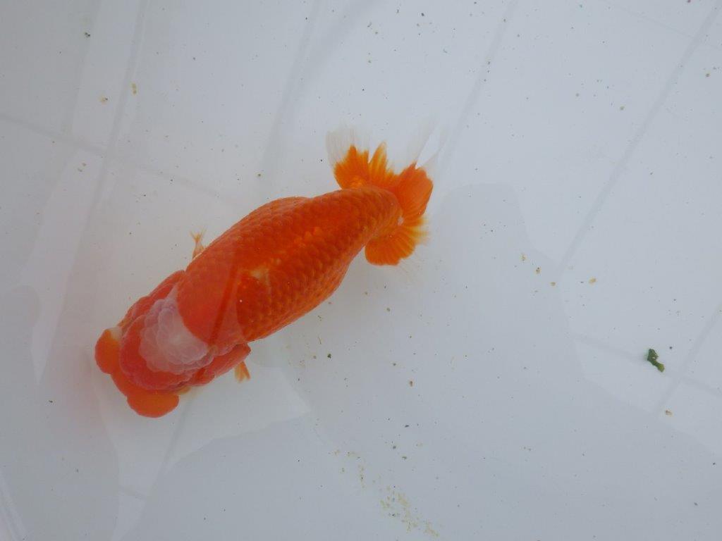 【ゴールデンウィーク期間限定セール】素晴らしいフンタンの明け弐歳らんちゅう約14,5㎝メス？