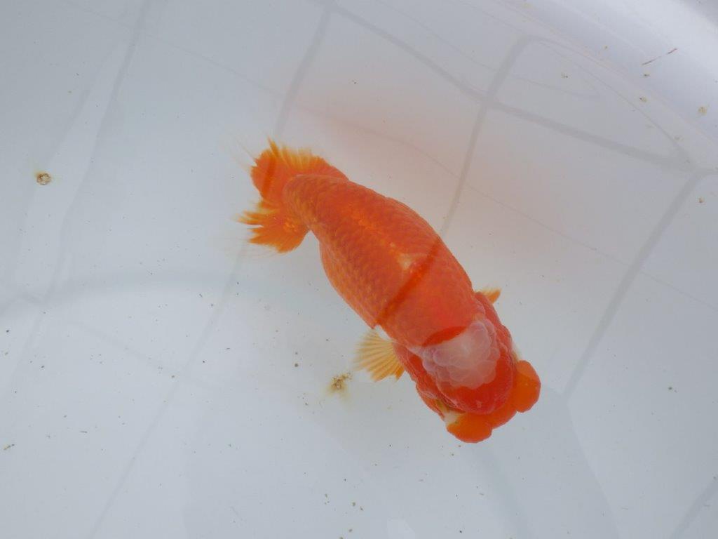 【ゴールデンウィーク期間限定セール】素晴らしいフンタンの明け弐歳らんちゅう約14,5㎝メス？