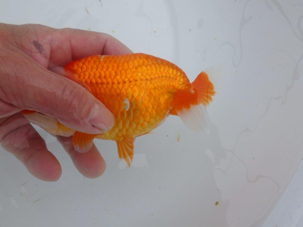 【ゴールデンウィーク期間限定セール】素晴らしいフンタンの明け弐歳らんちゅう約14,5㎝メス？