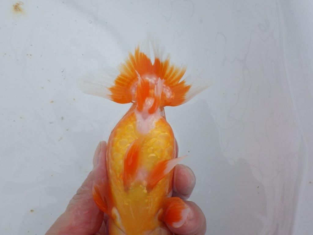 【ゴールデンウィーク期間限定セール】素晴らしいフンタンの明け弐歳らんちゅう約14,5㎝メス？