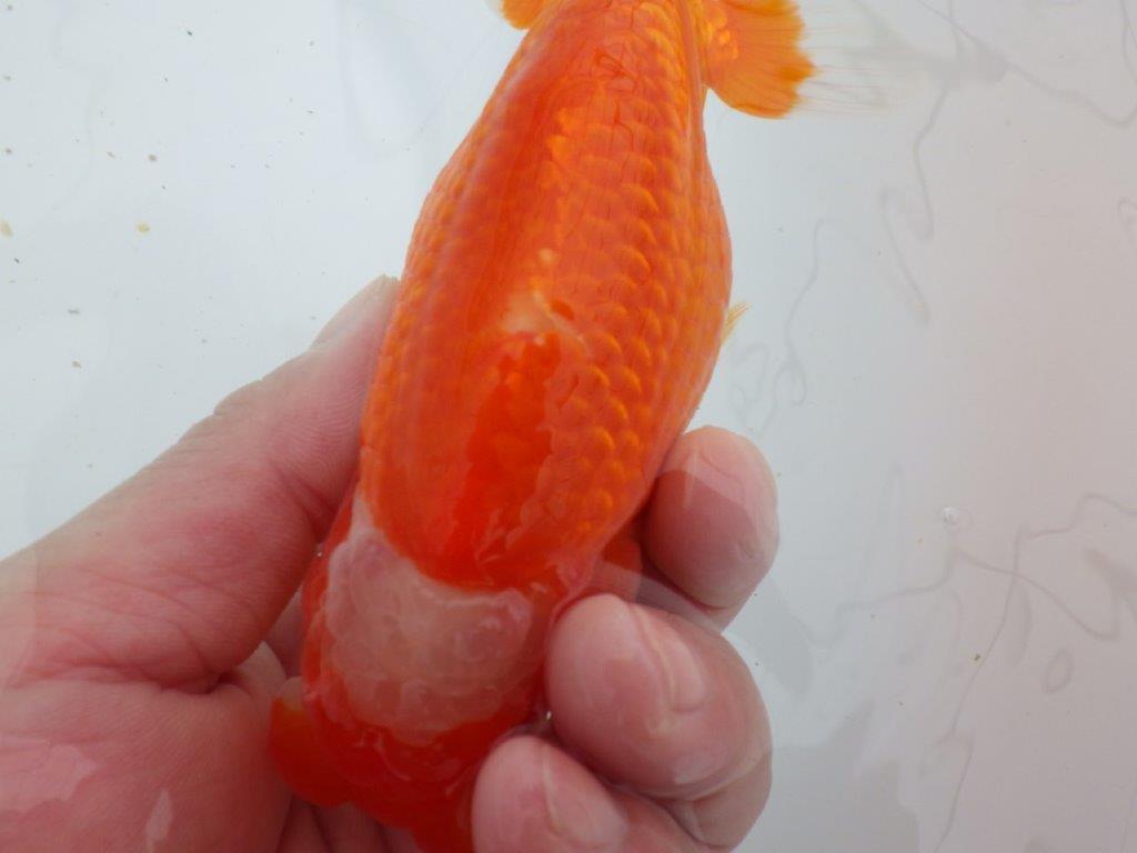 【ゴールデンウィーク期間限定セール】素晴らしいフンタンの明け弐歳らんちゅう約14,5㎝メス？