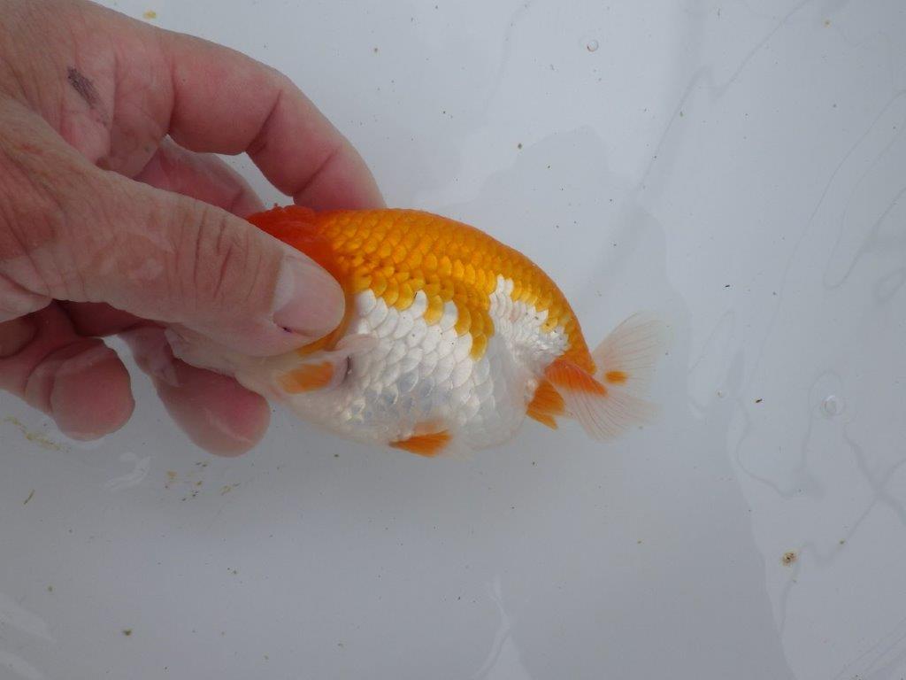 【ゴールデンウィーク期間限定セール】上からも横からもお勧め明け弐歳らんちゅう約13,5㎝オス？