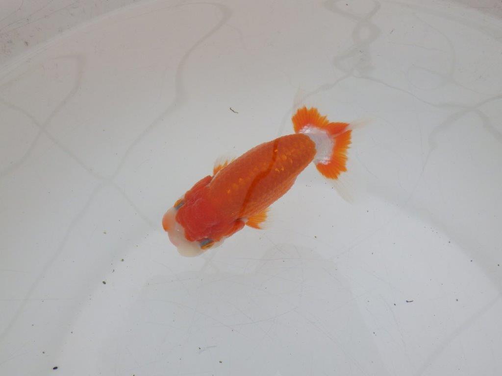 【ゴールデンウィーク期間限定セール】色艶の良い明け弐歳らんちゅう約11,5㎝オス？