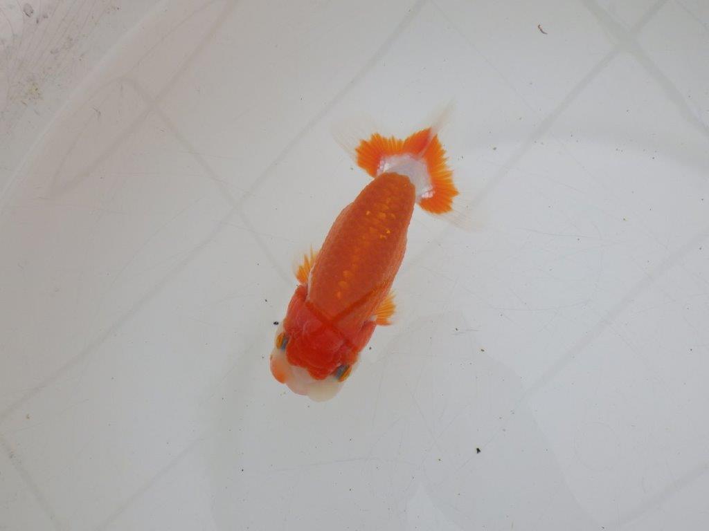 【ゴールデンウィーク期間限定セール】色艶の良い明け弐歳らんちゅう約11,5㎝オス？