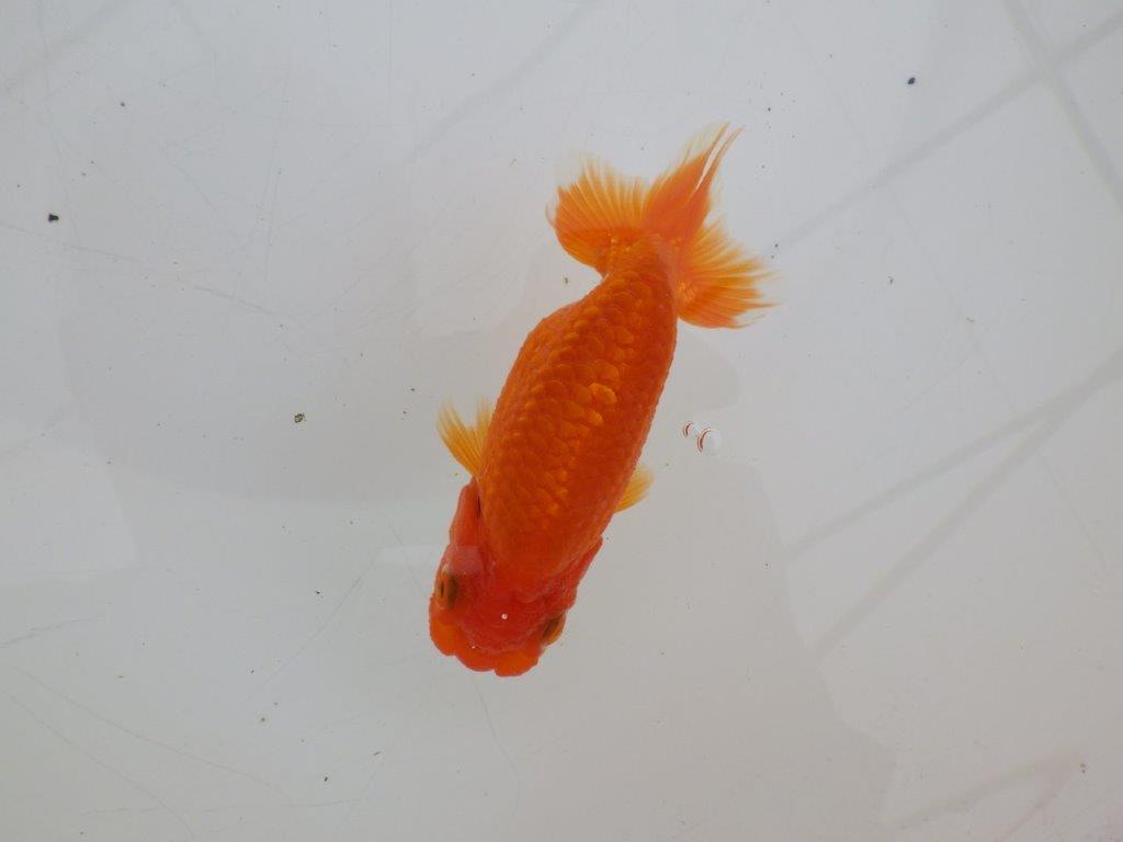 【ゴールデンウィーク期間限定セール】横見が映える明け弐歳らんちゅう約12㎝メス？