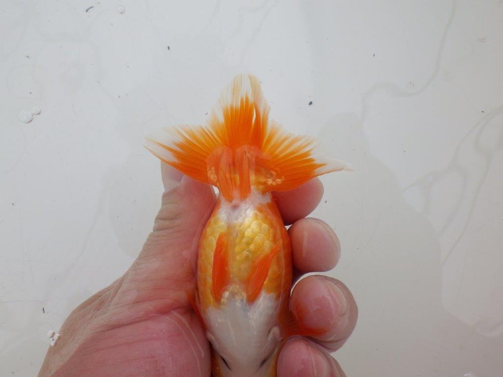 【ゴールデンウィーク期間限定セール】横見が映える明け弐歳らんちゅう約12㎝メス？