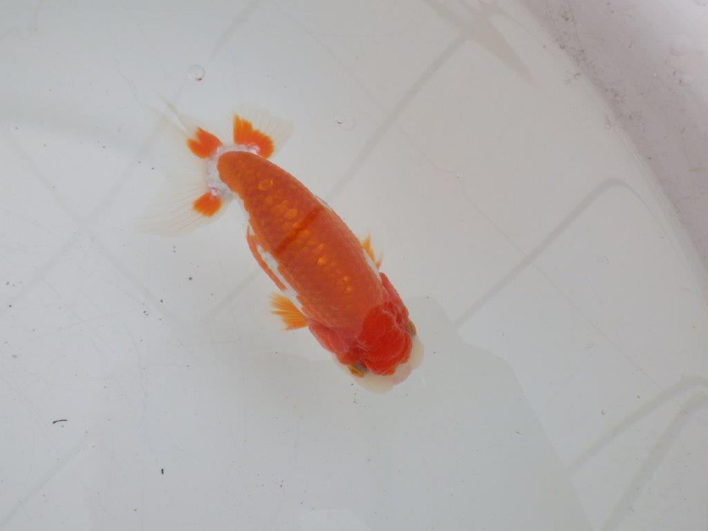 【ゴールデンウィーク期間限定セール】横見がお勧めの明け弐歳らんちゅう約12㎝オス？