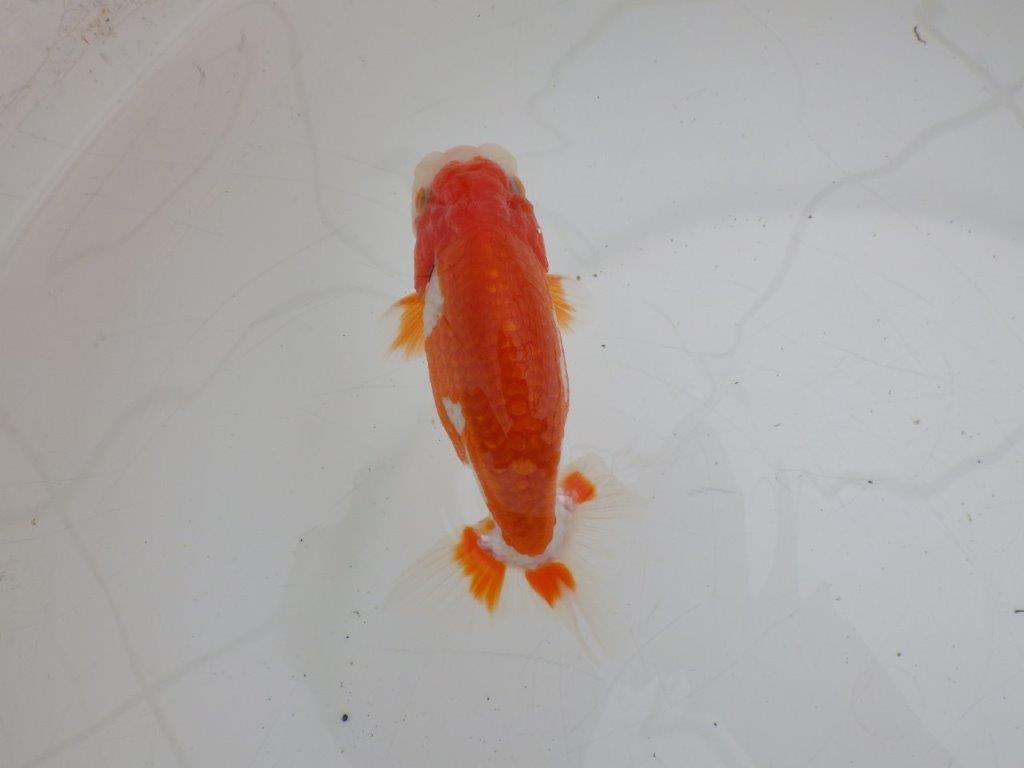 【ゴールデンウィーク期間限定セール】横見がお勧めの明け弐歳らんちゅう約12㎝オス？