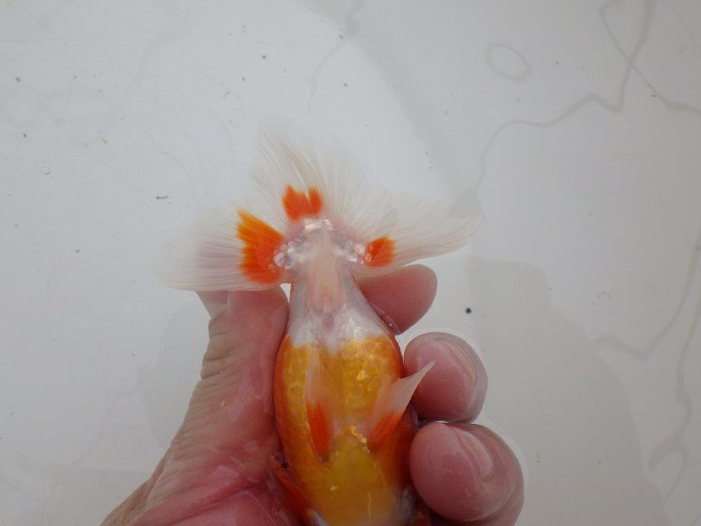 【ゴールデンウィーク期間限定セール】横見がお勧めの明け弐歳らんちゅう約12㎝オス？