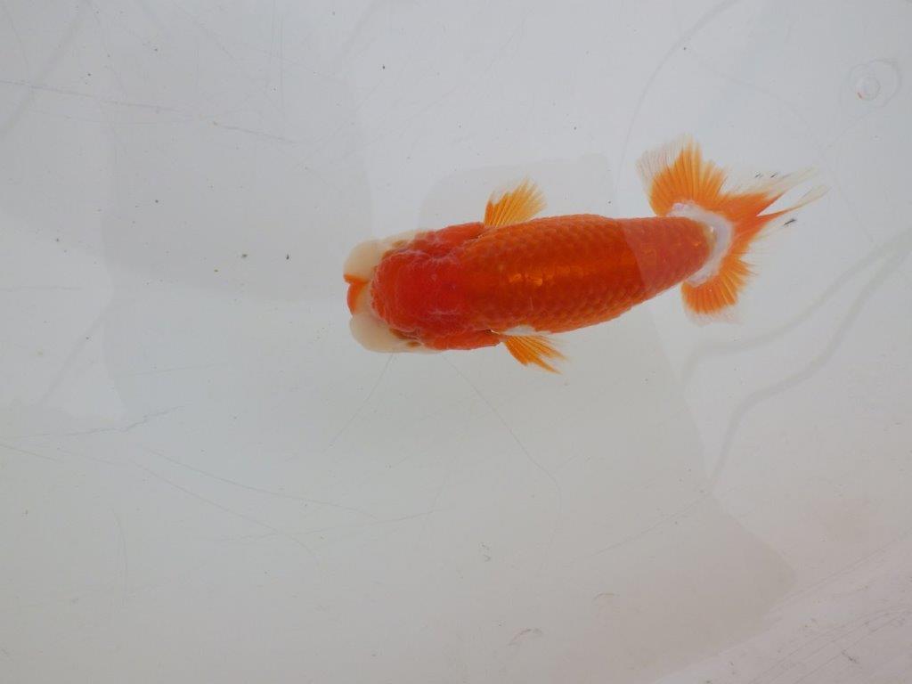 【ゴールデンウィーク期間限定セール】上からも横からもお勧め明け弐歳らんちゅう約11㎝オス？