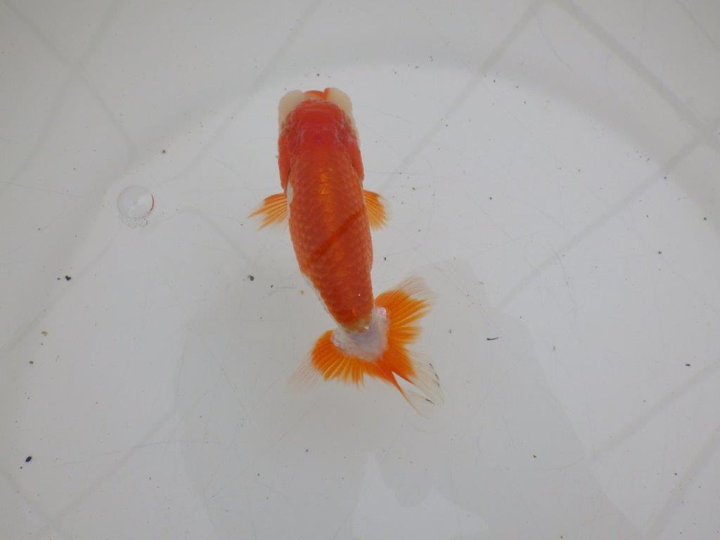 【ゴールデンウィーク期間限定セール】上からも横からもお勧め明け弐歳らんちゅう約11㎝オス？