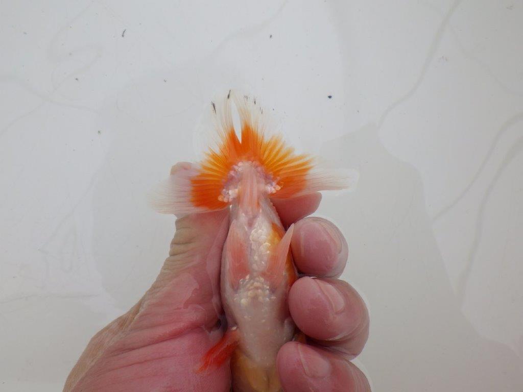 【ゴールデンウィーク期間限定セール】上からも横からもお勧め明け弐歳らんちゅう約11㎝オス？