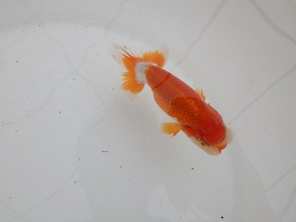 【ゴールデンウィーク期間限定セール】上からも横からもお勧め明け弐歳らんちゅう約11㎝オス？