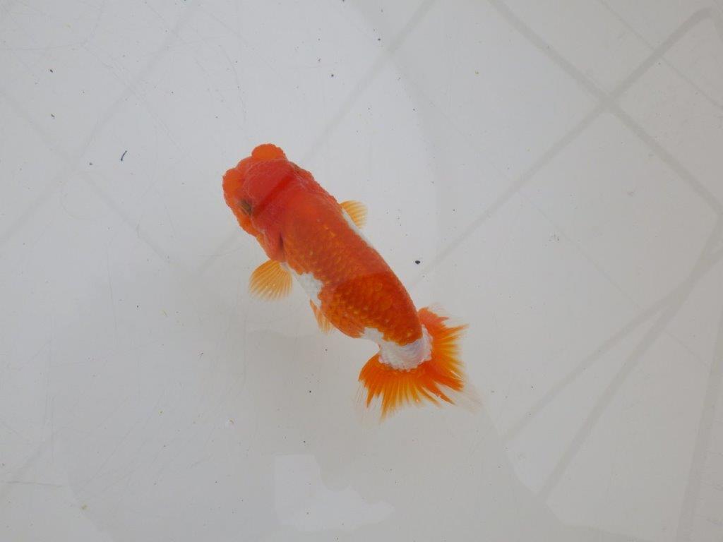 【ゴールデンウィーク期間限定セール】雰囲気の良い明け弐歳らんちゅう約11,5㎝オス？