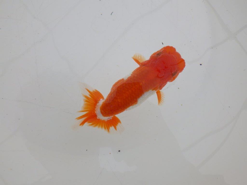 【ゴールデンウィーク期間限定セール】雰囲気の良い明け弐歳らんちゅう約11,5㎝オス？