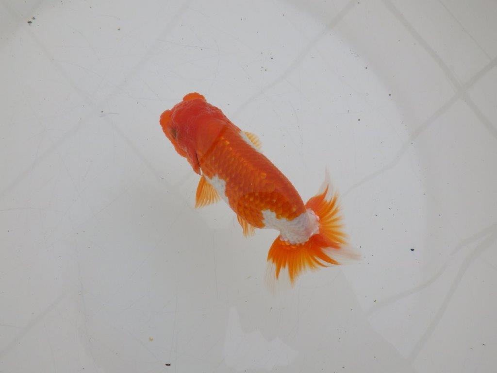 【ゴールデンウィーク期間限定セール】雰囲気の良い明け弐歳らんちゅう約11,5㎝オス？