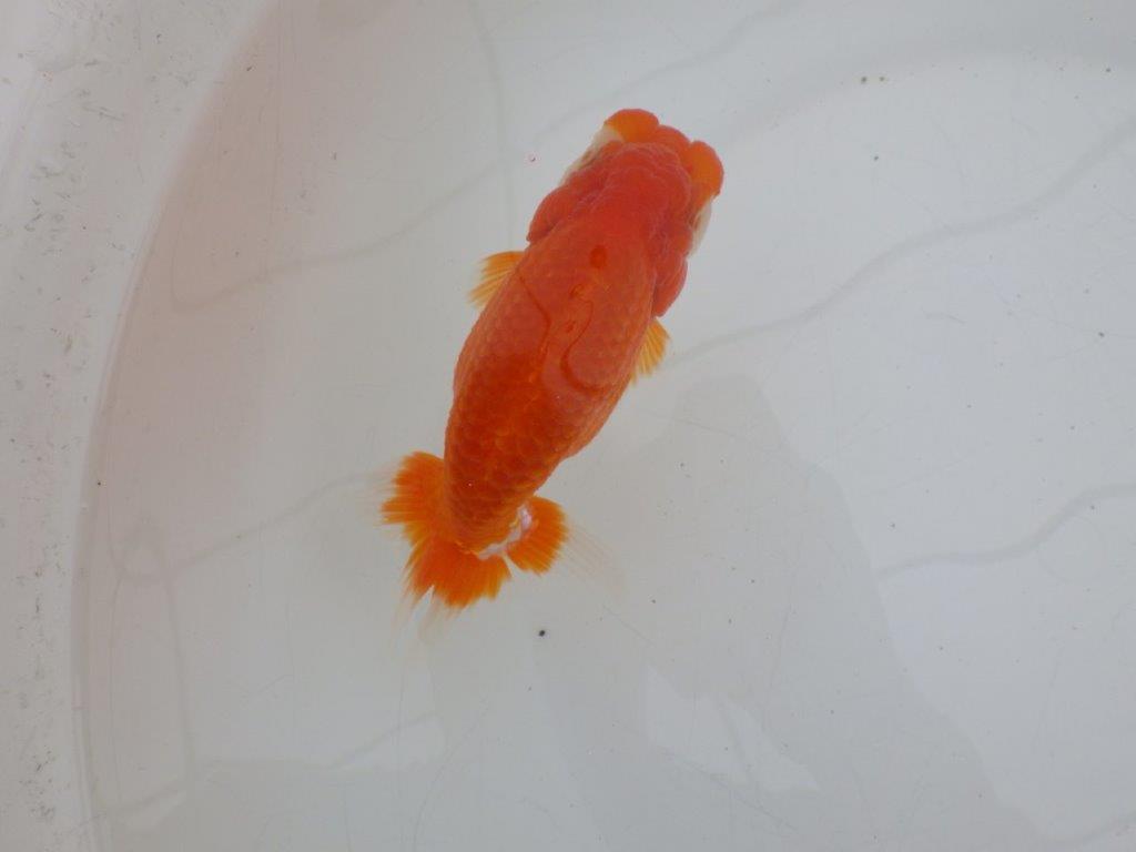 【ゴールデンウィーク期間限定セール】しっかりした体系の明け弐歳らんちゅう約13㎝メス？