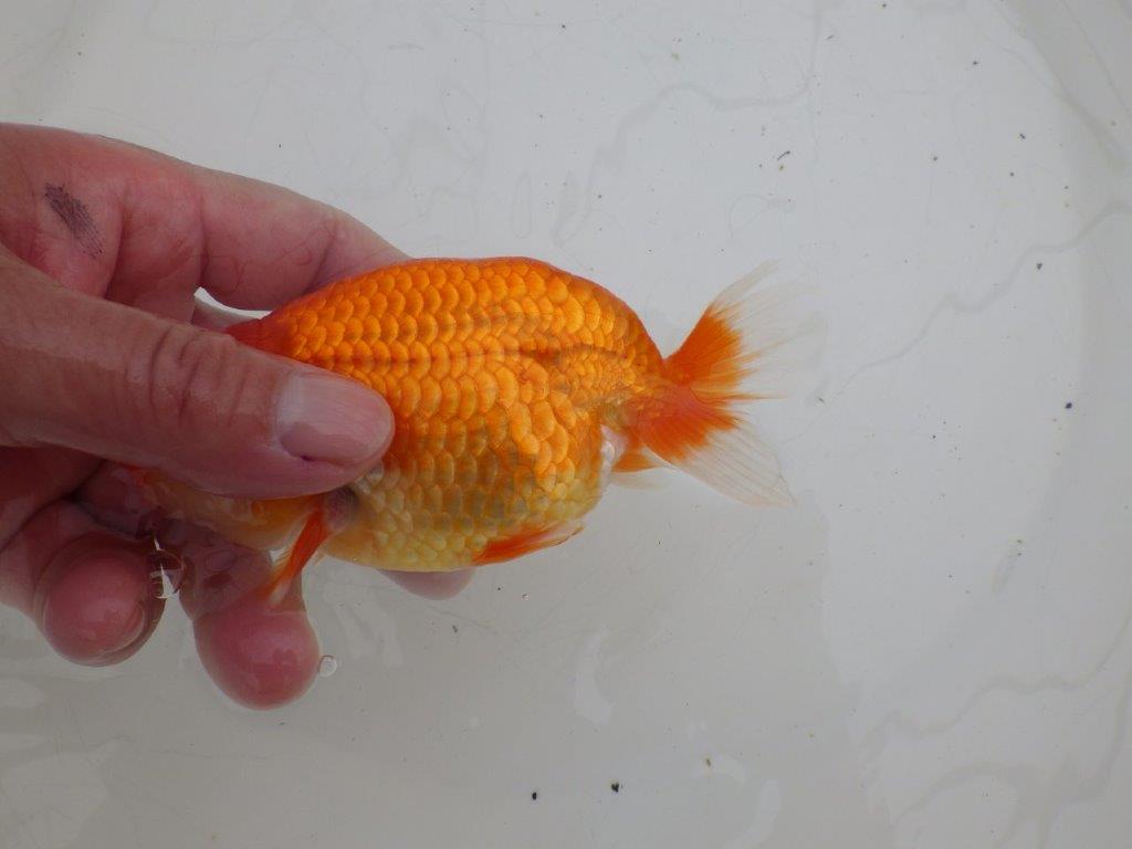 【ゴールデンウィーク期間限定セール】しっかりした体系の明け弐歳らんちゅう約13㎝メス？