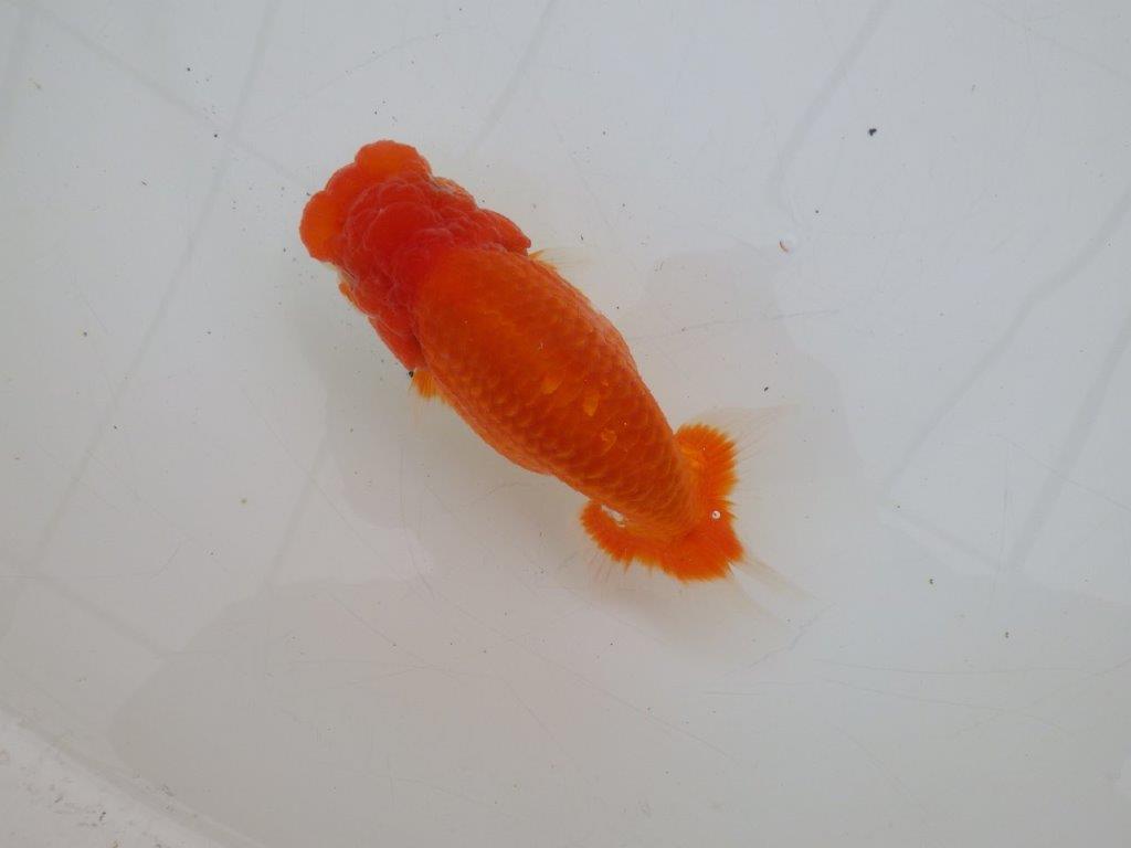 【ゴールデンウィーク期間限定セール】背が綺麗で横からもお勧め明け弐歳らんちゅう約14㎝オス？