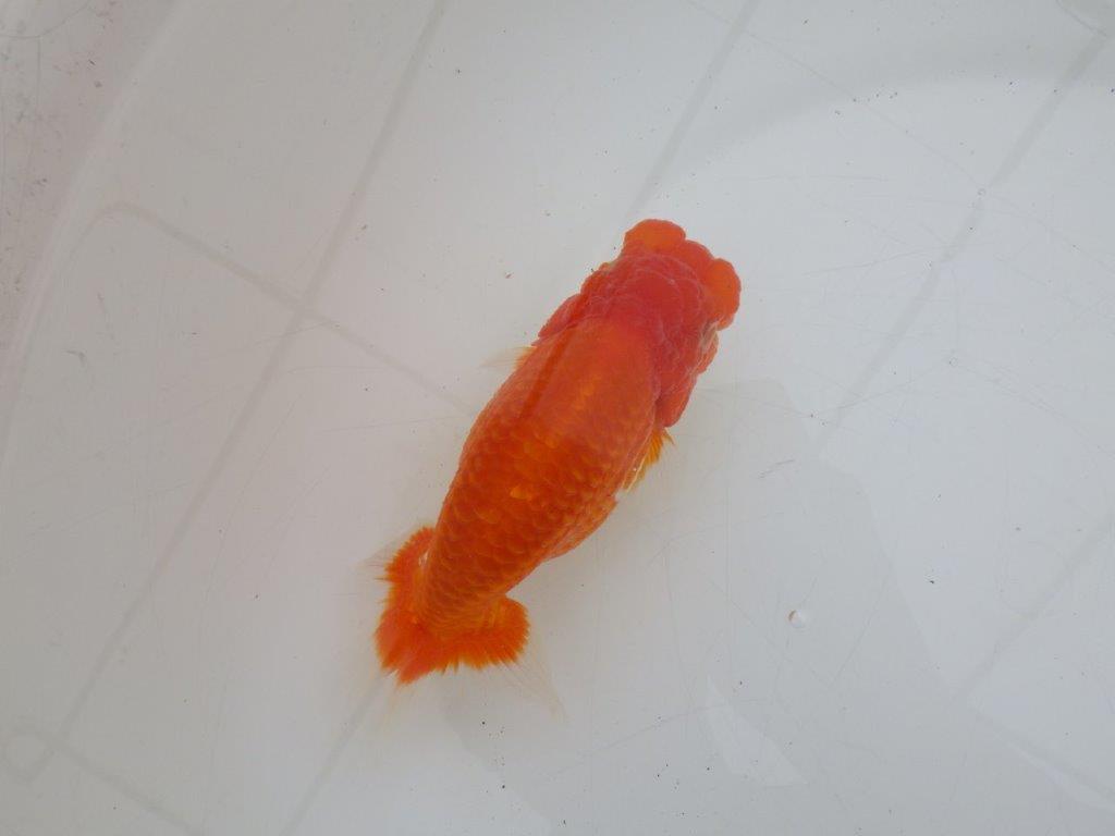 【ゴールデンウィーク期間限定セール】背が綺麗で横からもお勧め明け弐歳らんちゅう約14㎝オス？