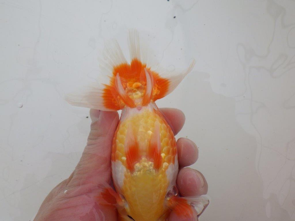 【ゴールデンウィーク期間限定セール】背が綺麗で横からもお勧め明け弐歳らんちゅう約14㎝オス？