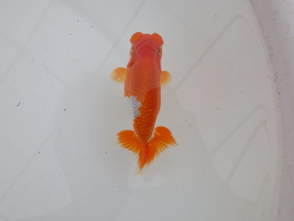 【ゴールデンウィーク期間限定セール】雰囲気抜群！明け弐歳らんちゅう約12㎝オス？