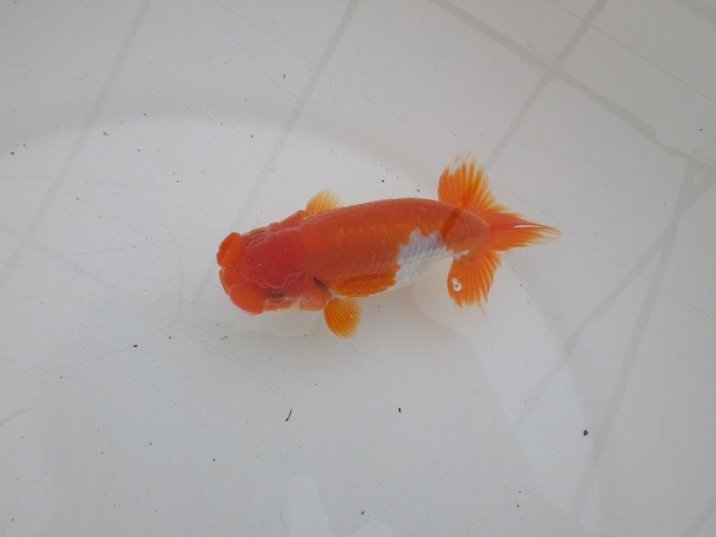 【ゴールデンウィーク期間限定セール】雰囲気抜群！明け弐歳らんちゅう約12㎝オス？